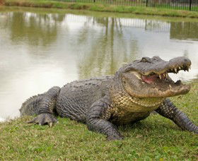Hunter Valley Zoo - Tourism TAS 1