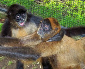 Hunter Valley Zoo - Tourism TAS 5