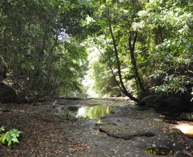 State Forests Of The Watagan Mountains - Tourism TAS 1