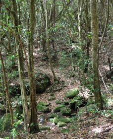 State Forests Of The Watagan Mountains - Tourism TAS 2