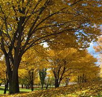 Centennial Park at Cooma - Tourism TAS