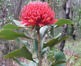 Olney State Forest - Watagan Mountains - Hobart Tourism 1