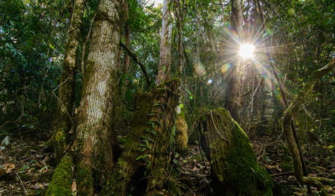 Basin Loop Track - Hobart Tourism 1
