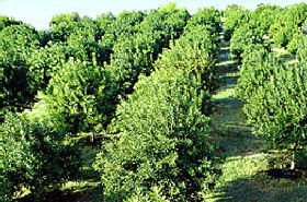 MacNuts WA Shop And Factory - Tourism TAS 1