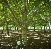 Sassafras Nuts - Hobart Tourism