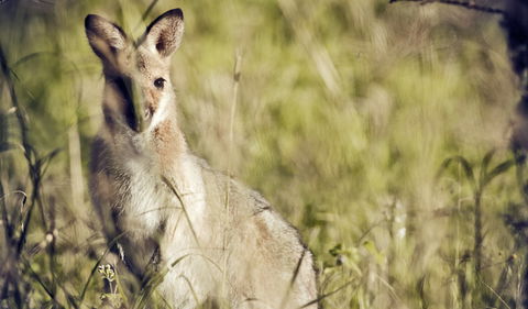 Richmond Range National Park - Hobart Tourism 1