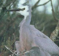 Jack Smith Lake State Game Reserve - Tourism TAS