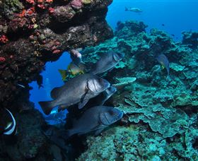 Maori Wrasse Bommie Dive Site - Tourism TAS 1