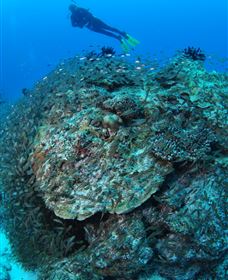 Maori Wrasse Bommie Dive Site - Tourism TAS 2