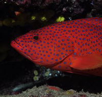 Maori Wrasse Bommie Dive Site - Tourism TAS