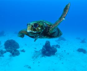 Maori Wrasse Bommie Dive Site - Tourism TAS 3