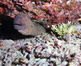Anchor Bommie Dive Site - Tourism TAS 1