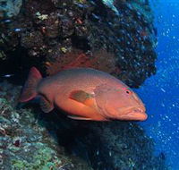 Anchor Bommie Dive Site - Tourism TAS