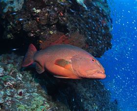 Anchor Bommie Dive Site - Tourism TAS 0