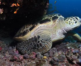 Anchor Bommie Dive Site - Tourism TAS 2