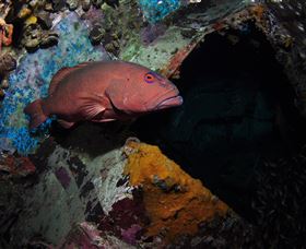 Severance Shipwreck Dive Site - Tourism TAS 1