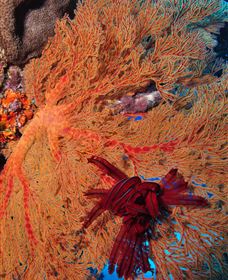 Lighthouse Bommies Dive Site - Tourism TAS 1