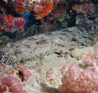Lighthouse Bommies Dive Site - Tourism TAS