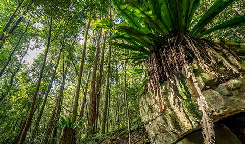 Palm Grove Nature Reserve - Tourism TAS 1
