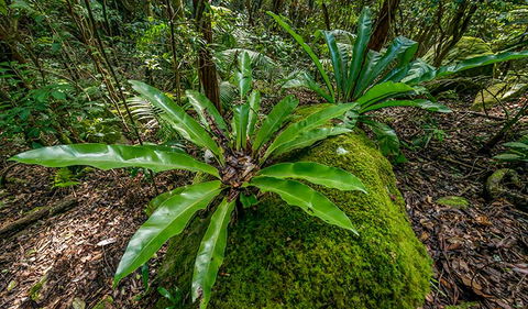 Palm Grove Nature Reserve - Tourism TAS 2