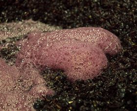 East Gippsland Wines - Tourism TAS 3