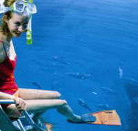 Roy Rufus Artificial Reef Dive Site - Tourism TAS
