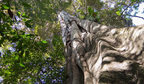 Moore Park Nature Reserve - Hobart Tourism 1