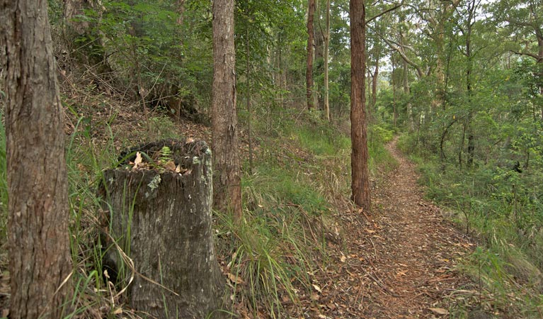 Cougal NSW Hobart Tourism