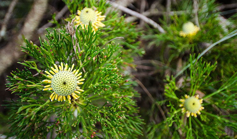 Mount Keira NSW Tourism TAS