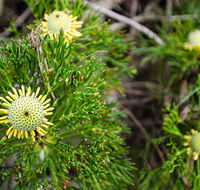 Illawarra lookout walking track - Tourism TAS