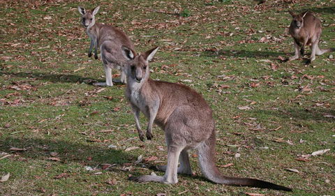 Lake Macquarie State Conservation Area - Tourism TAS 1