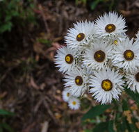 Hastings Forest Way touring route - Hobart Tourism