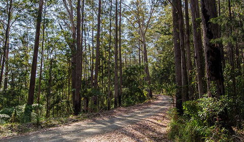 Hastings Forest Way Touring Route - Tourism TAS 1