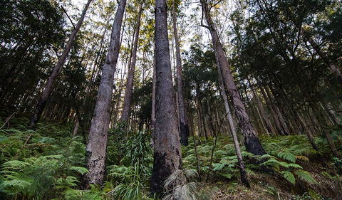 Hastings Forest Way Touring Route - Tourism TAS 2