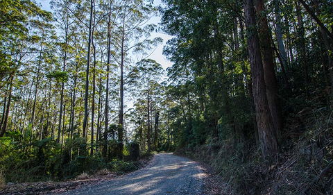 Hastings Forest Way Touring Route - Tourism TAS 3