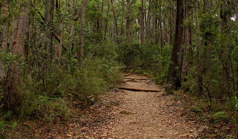 Pigeon House Mountain Didthul Walking Track - Hobart Tourism 0