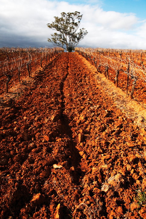 Tyrrells Vineyards - Tourism TAS 3