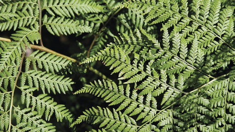 Glenrock State Conservation Area - Tourism TAS 3