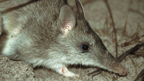 Glenrock State Conservation Area - Tourism TAS 2