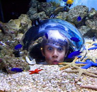 Sea Life Sunshine Coast - Tourism TAS