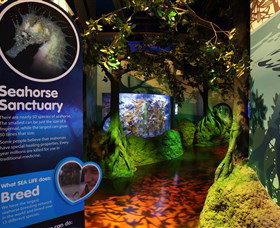 Sea Life Sunshine Coast - Tourism TAS 3