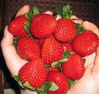 The Strawberry Farm - Hobart Tourism