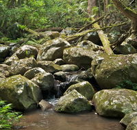 Booyong walking track - Hobart Tourism