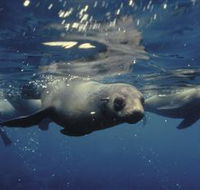 Wilsons Promontory Marine National Park - Tourism TAS