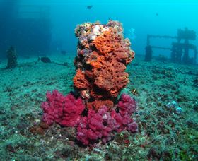 HMAS Brisbane Dive Site - Tourism TAS 0