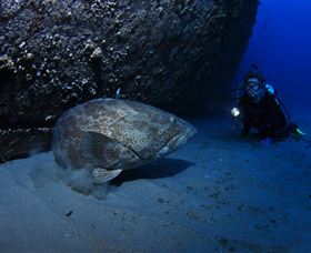 HMAS Brisbane Dive Site - Tourism TAS 3