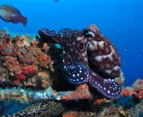 HMAS Brisbane Dive Site - Tourism TAS 2