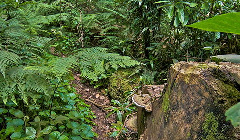 Red Cedar Loop - Hobart Tourism 1