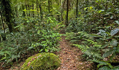 Red Cedar Loop - Hobart Tourism 3