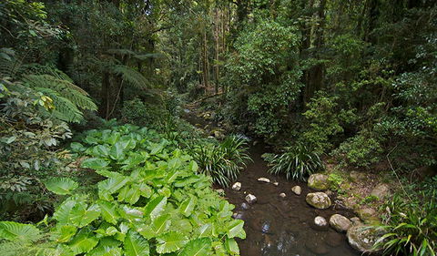 Brindle Creek Picnic Area - Hobart Tourism 1